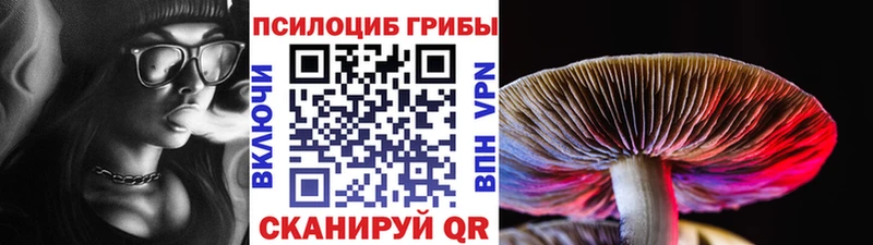 мега ссылка  Курчатов  Псилоцибиновые грибы Cubensis 